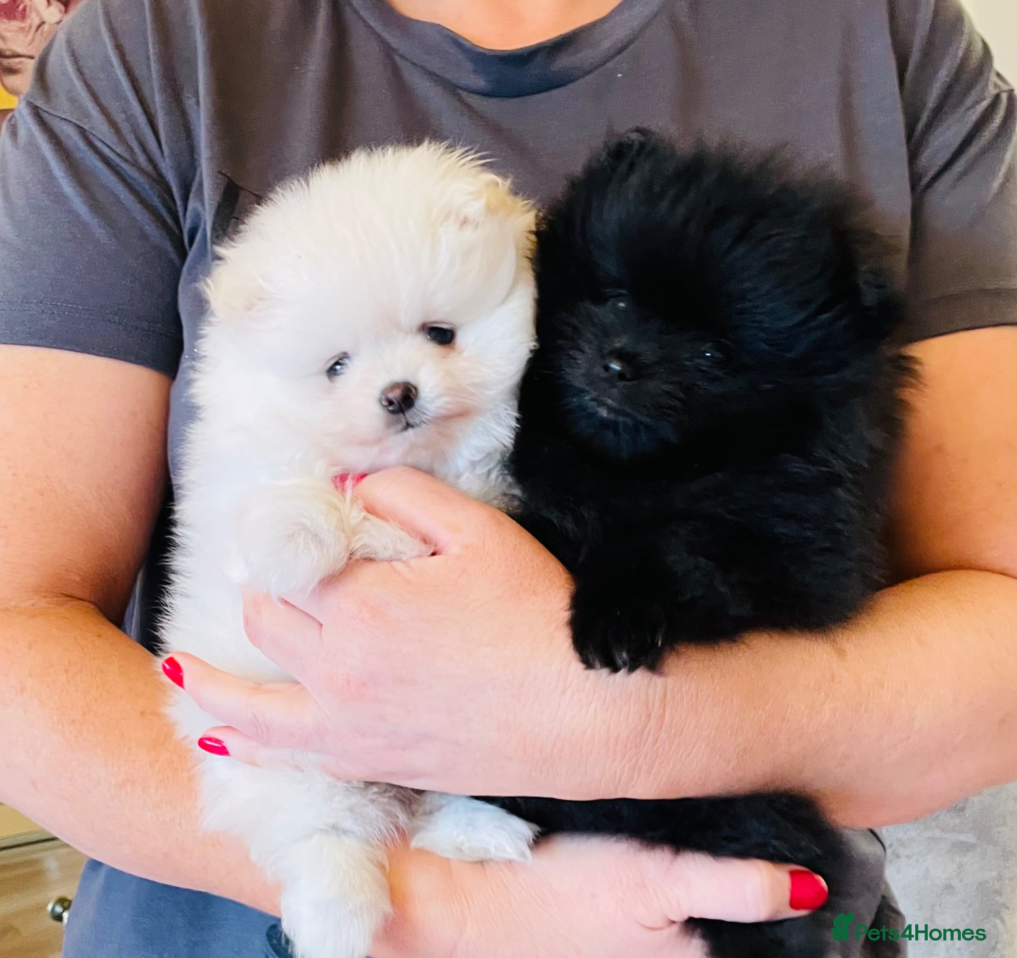 Pomeranian dogs 💙Ready now! Adorable kc Teddy Bear Pomeranian💙 - Advert 2