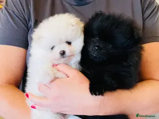 Pomeranian dogs 💙Ready now! Adorable kc Teddy Bear Pomeranian💙 - Advert 2