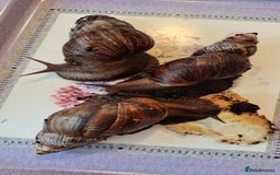 Snails invertebrates for sale: 3 African land snails and tank. - Image 1
