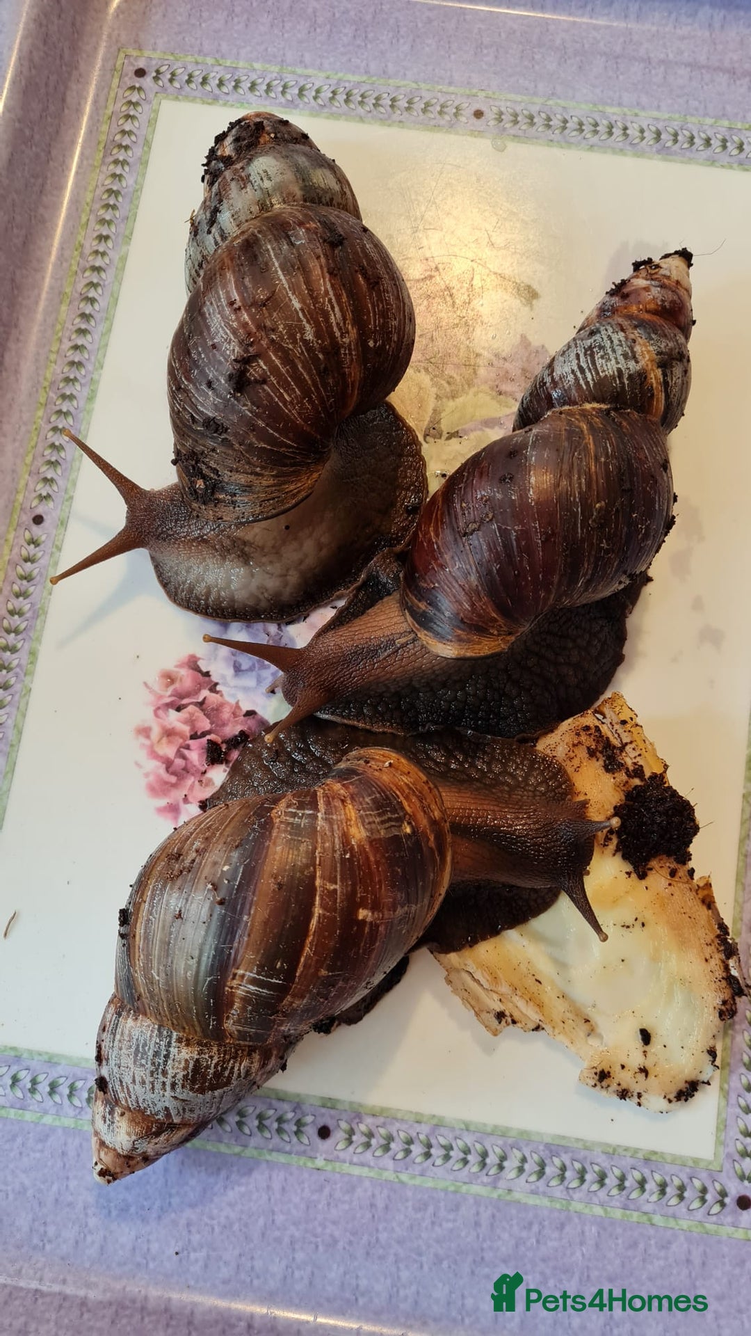 Snails invertebrates for sale: 3 African land snails and tank. - Image 1