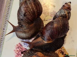 Snails invertebrates - Advert 39