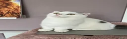 Munchkin cats for sale: Super short legs Munchkin kittens  - Advert 18