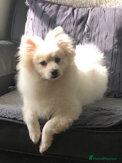 Pomeranian dogs Pomeranian Spitz Puppy looking for a forever home - Advert 1