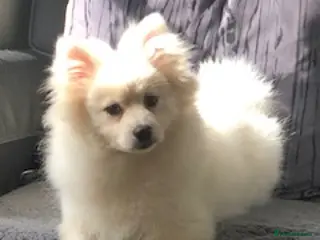 Pomeranian dogs Pomeranian Spitz Puppy looking for a forever home - Advert 1