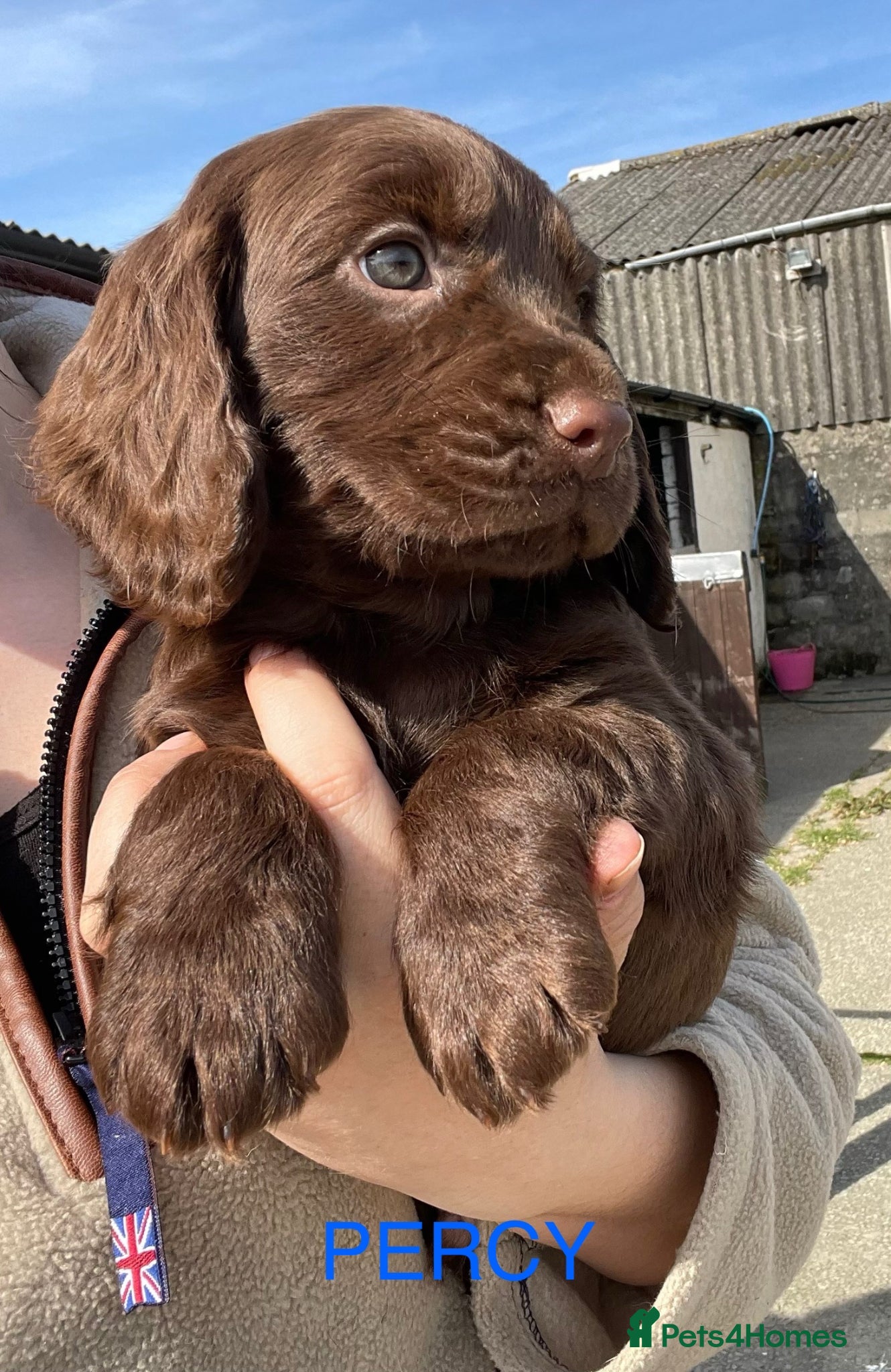 Cocker Spaniel dogs Legally docked. KC Reg. 4 Cocker spaniels.  - Advert 11