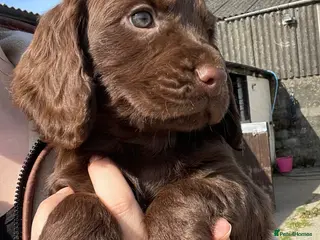 Cocker Spaniel dogs Legally docked. KC Reg. 4 Cocker spaniels. - Advert 11