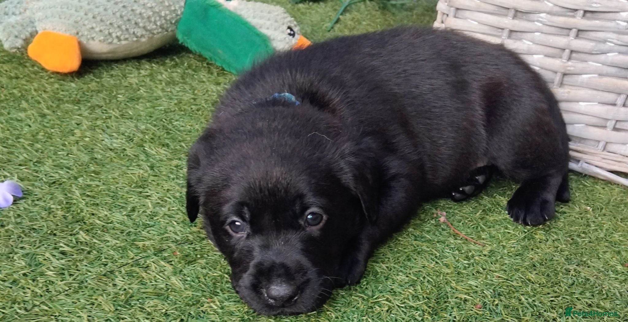 Labrador Retriever dogs 🖤 KC REGISTERED BLACK LABRADOR PUPPIES 🖤 - Advert 12