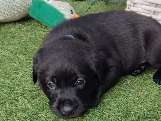Labrador Retriever dogs 🖤 KC REGISTERED BLACK LABRADOR PUPPIES 🖤 - Advert 12