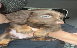 Dachshund dogs for sale: KC miniature dachshund  - Image 6