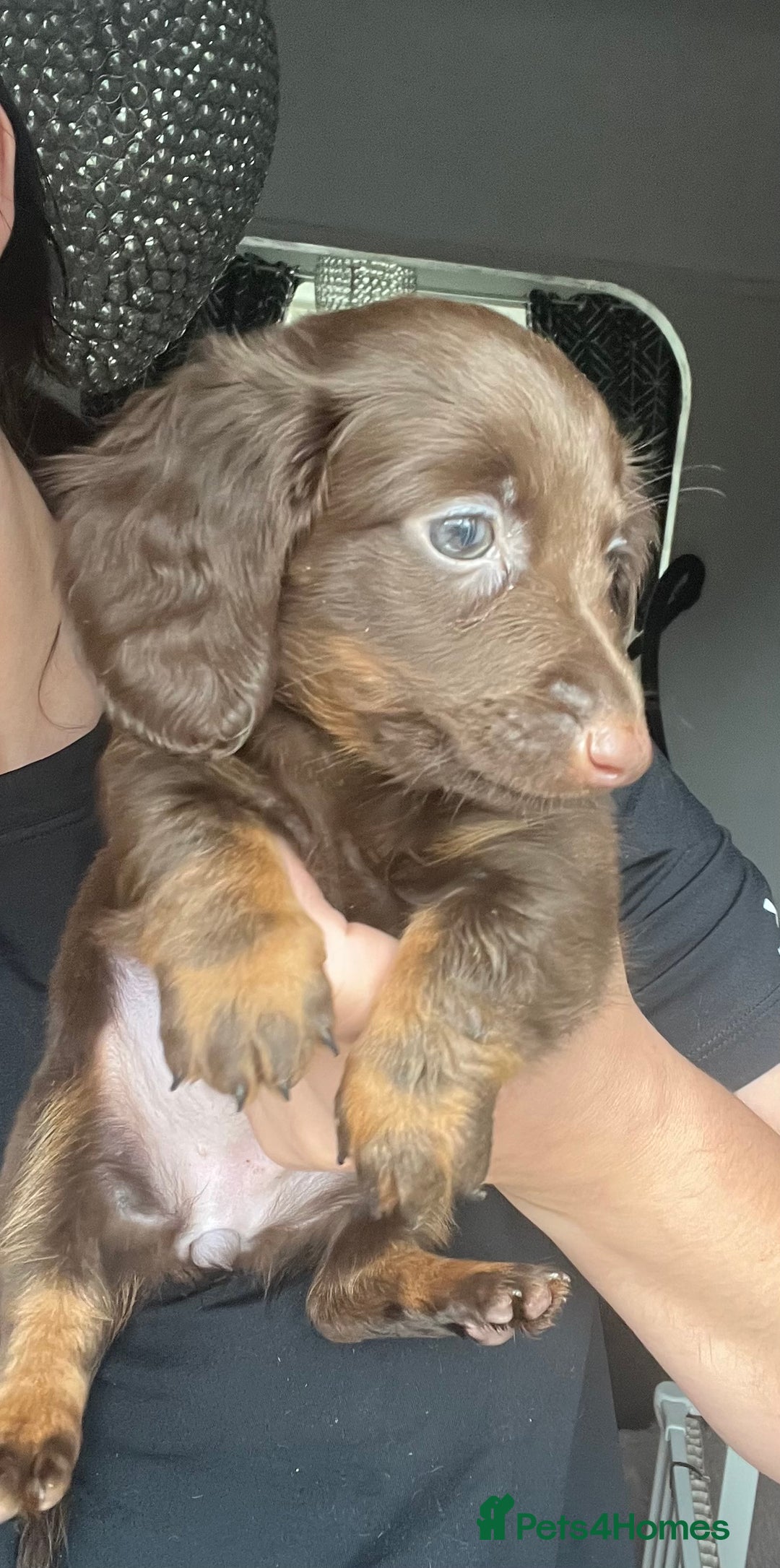 Dachshund dogs for sale: KC miniature dachshund  - Image 6