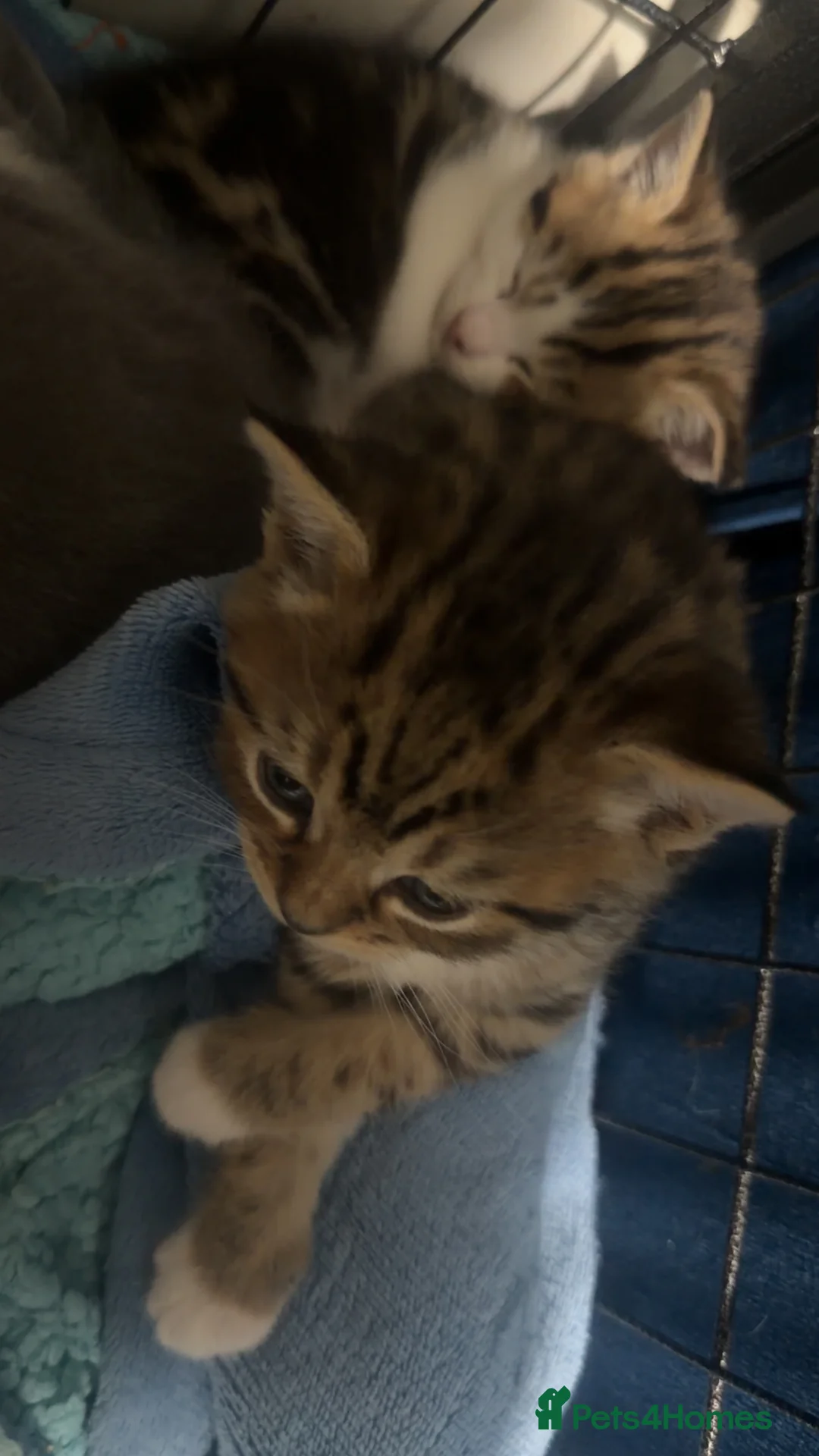 British Shorthair cats for sale: British short hair  - Advert 3