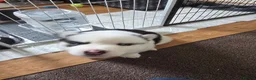 Siberian Husky dogs for sale: EBONY / ARYA SIBERIAN HUSKYS READY TO LEAVE  - Advert 24