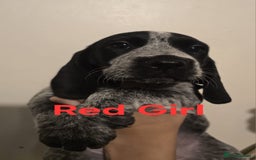 Mixed Breed dogs for sale: Blue Roan Cocker Spaniel Mix  - Image 3