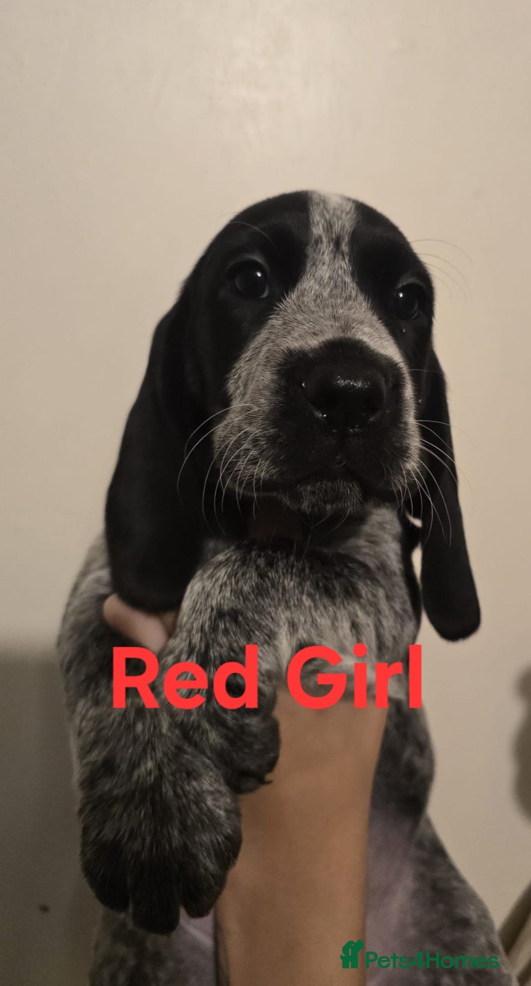 Mixed Breed dogs for sale: Blue Roan Cocker Spaniel Mix  - Image 3