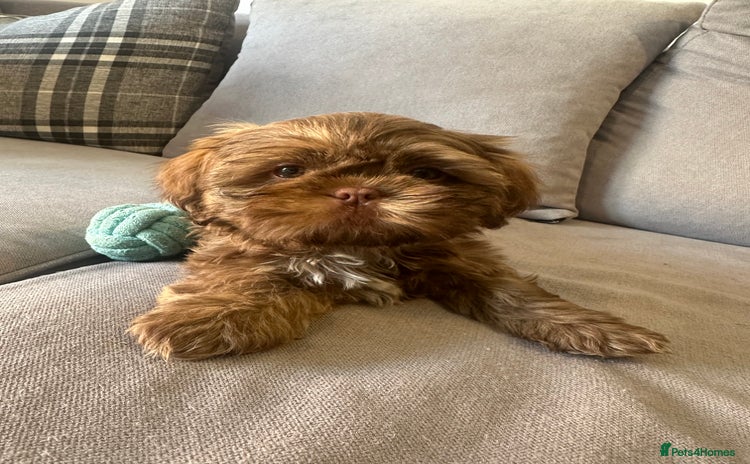 Shih Tzu dogs - Advert 4