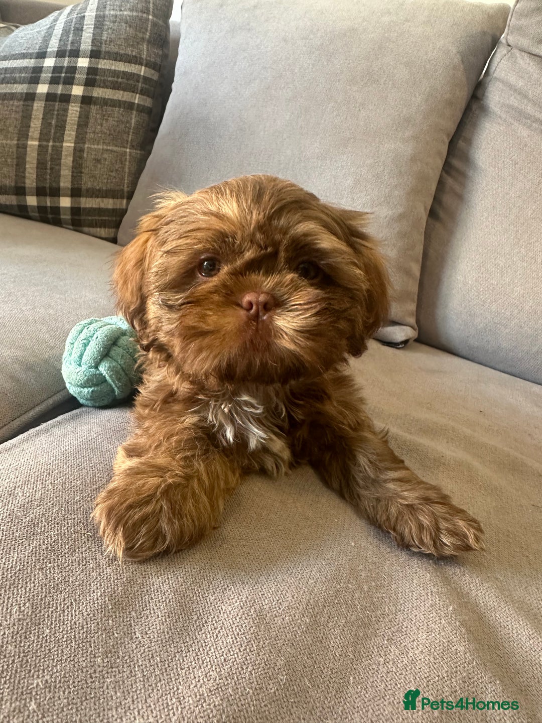 Shih Tzu dogs for sale: Sweet Shih tzu girl READY NOW - Image 1