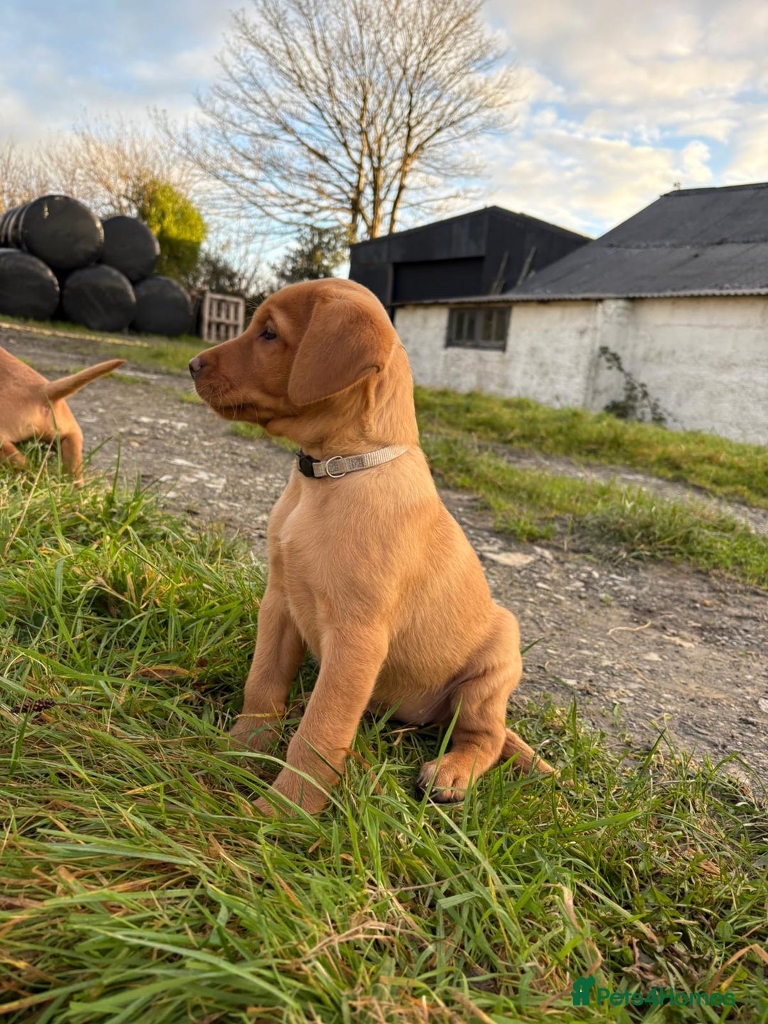 Labrador Retriever dogs for sale: KC Reg Fox red labrador litter of 6 dogs 4 bitches - Advert 40