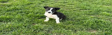 Border Collie Puppy 2
