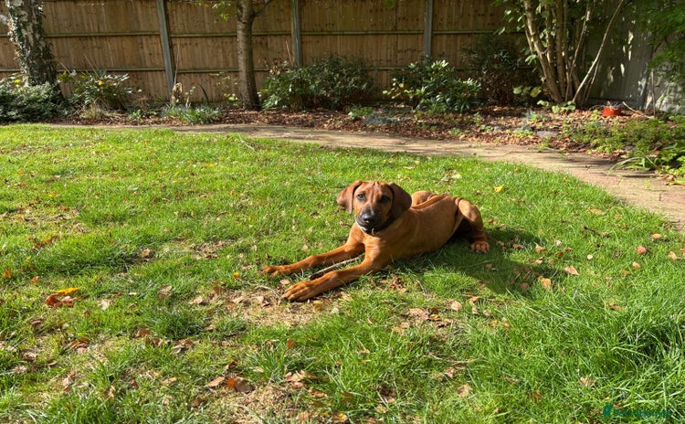 Mixed Breed dogs - Advert 2