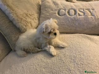 Maltese dogs Beautiful female Maltese Puppy - Advert 6