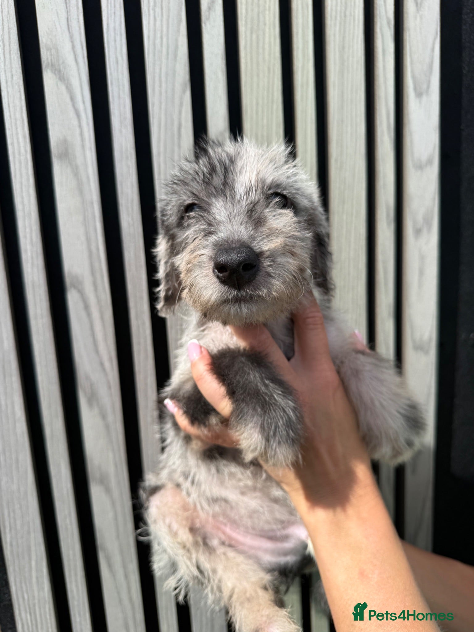 Mixed Breed dogs Bedlington whippet x Bedlington terrier  - Advert 2
