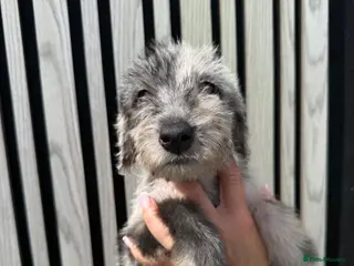 Mixed Breed dogs Bedlington whippet x Bedlington terrier - Advert 2
