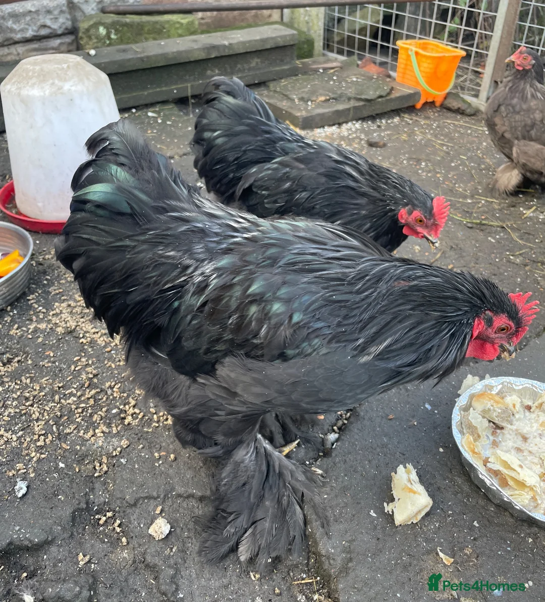 Chickens poultry for sale: Pekin Bantam cockerel  in Brierley Hill - Advert 4