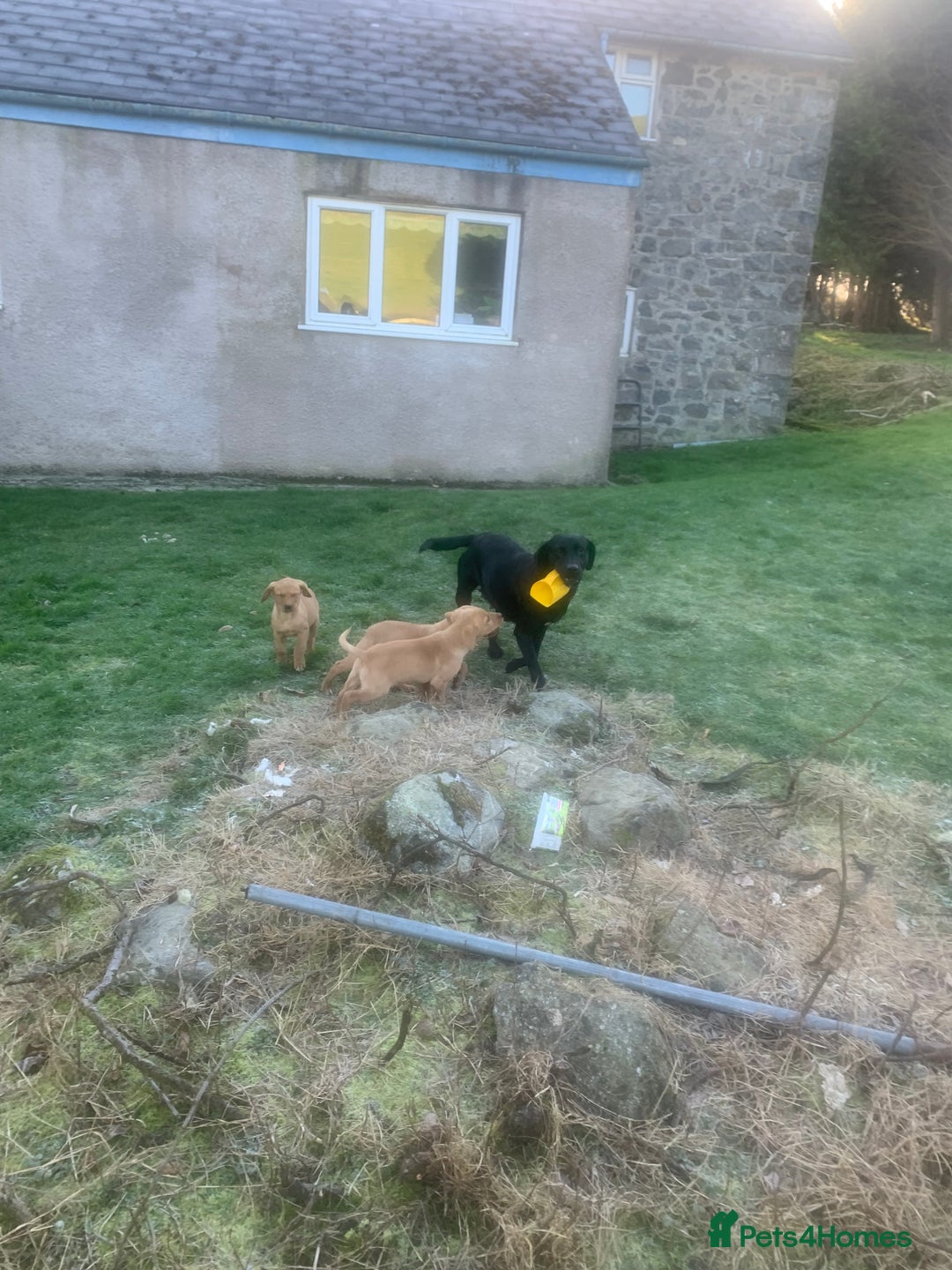 Labrador Retriever dogs for sale: Stunning litter of 9 pups - Advert 20