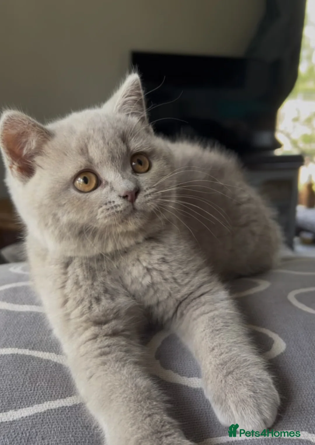 British Shorthair cats for sale: BSH Blue and Lilac GCCF Reg Kittens - Advert 1