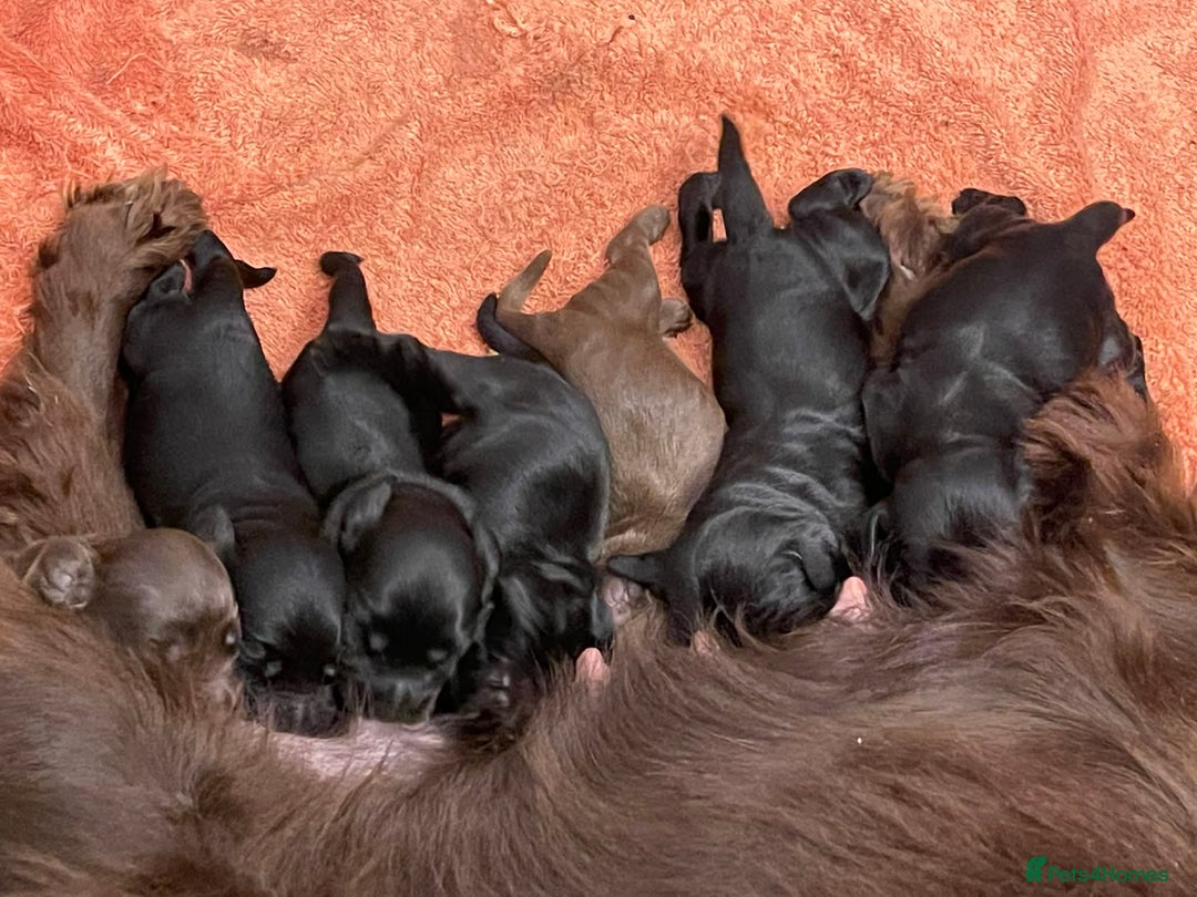 Cocker Spaniel dogs for sale: Gorgeous KC Reg Cocker Spaniels for Forever Homes - Advert 36