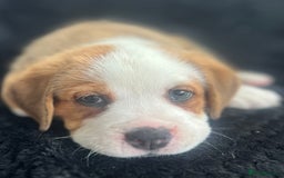 Mixed Breed dogs for sale: American Bulldog X Bernese mountain Dogs  - Image 9