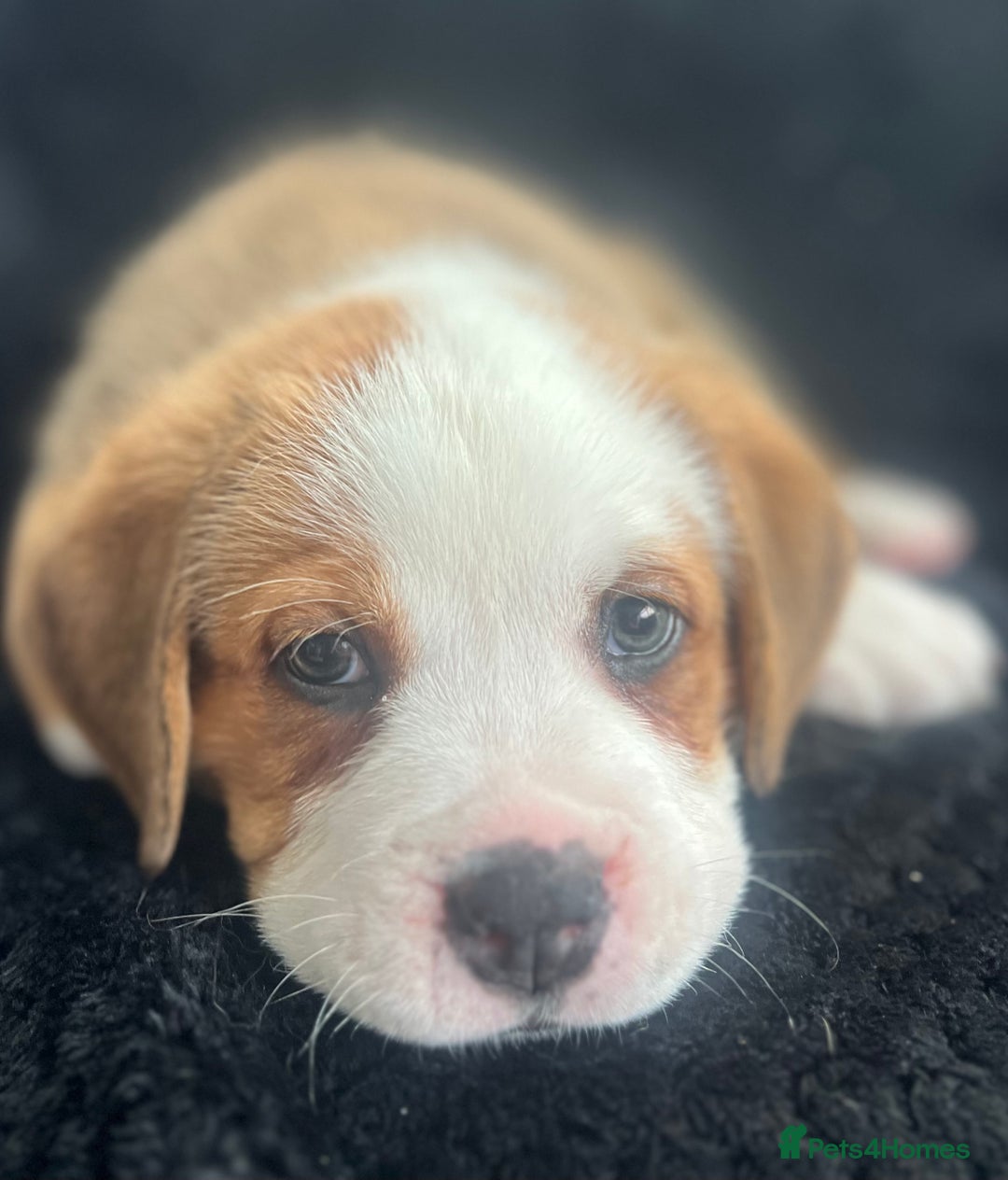 Mixed Breed dogs for sale: American Bulldog X Bernese mountain Dogs  - Image 9