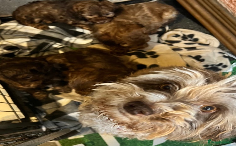 Cockapoo dogs Gorgeous F1B Cockapoo Puppies – Doncaster  - Advert 1