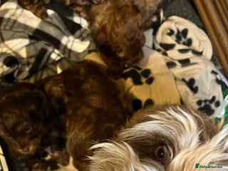 Cockapoo dogs Gorgeous F1B Cockapoo Puppies – Doncaster - Advert 1
