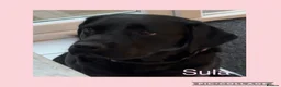Labrador Retriever dogs for sale: Top quality KC reg Labradors due June 10th  - Advert 5