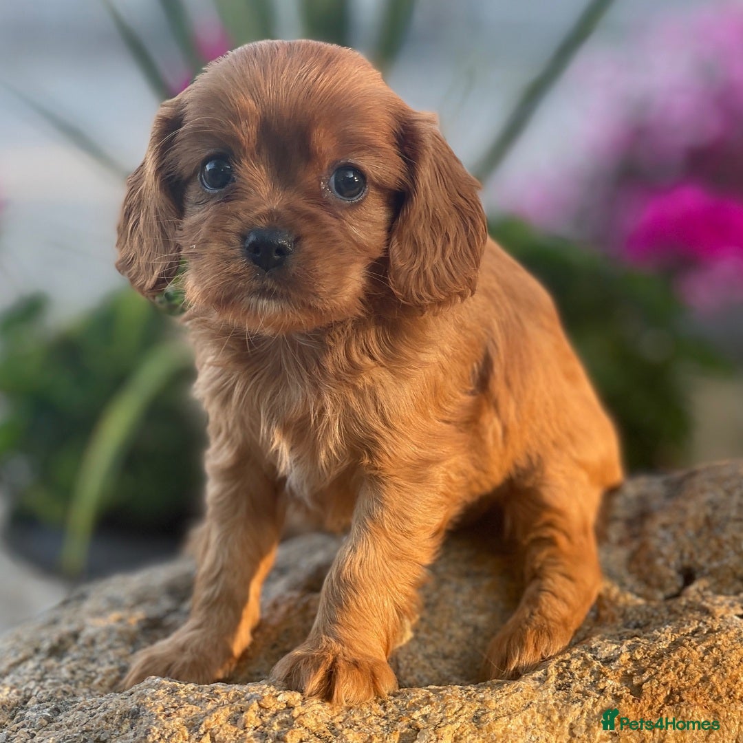 Cavapoo dogs for sale: Beautiful Toy Cavapoo Puppies for sale - Image 17