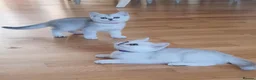 British Shorthair cats for sale: ✨British Shorthair Silver‑Shaded Chinchilla Kitten - Advert 22