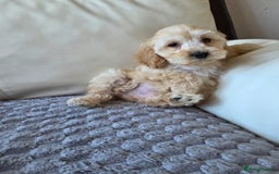 Cockapoo dogs for sale: Cockapoo puppies - Image 3