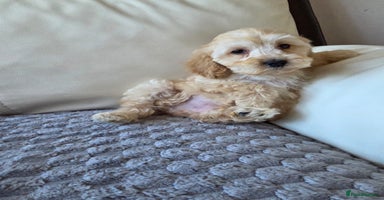 Cockapoo dogs - Advert 6