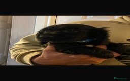 Cocker Spaniel dogs for sale: READY NOW Beautiful cocker spaniel puppies  - Advert 4