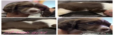 English Springer Spaniel 6