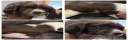 English Springer Spaniel dogs for sale: 7 stunning springer spaniels 🐾 - Advert 7