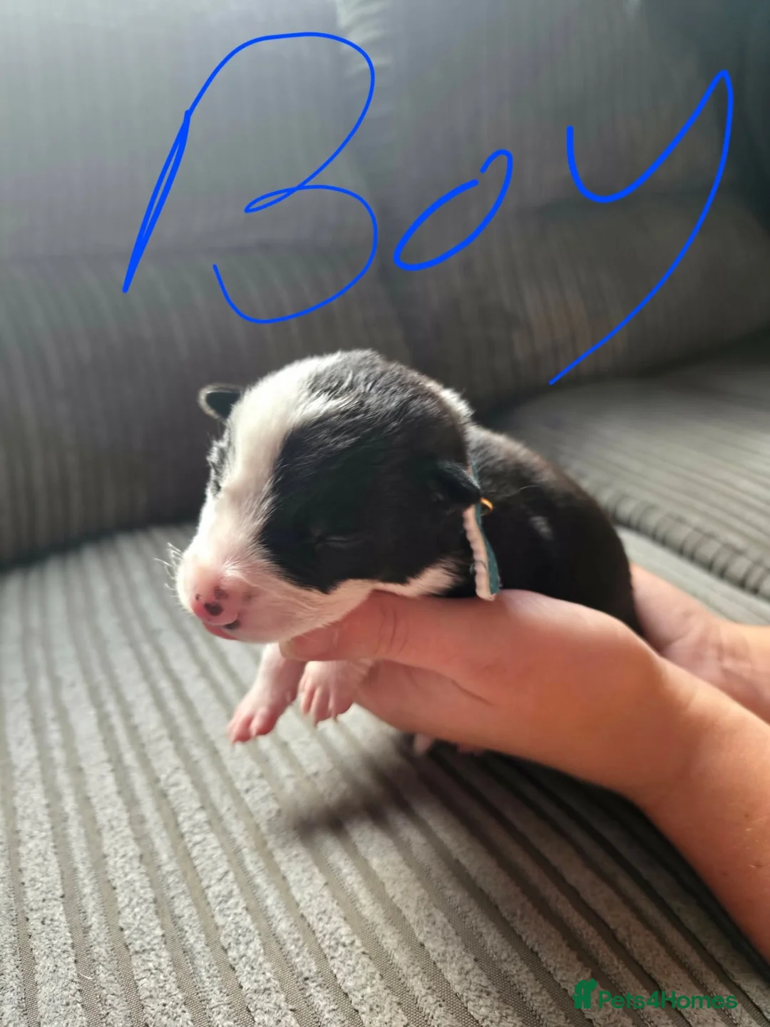 Border Collie dogs for sale: Border collie puppies  - Advert 2
