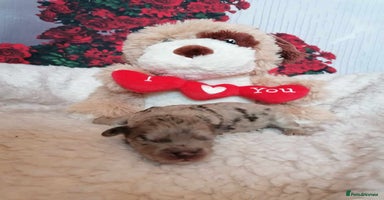 Maltipoo dogs - Advert 16