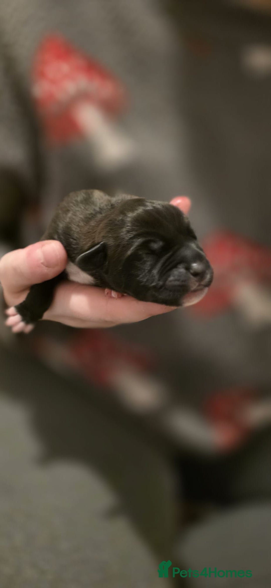 Mixed Breed dogs for sale: Gorgeous Husky x Staffy Puppies - Advert 2