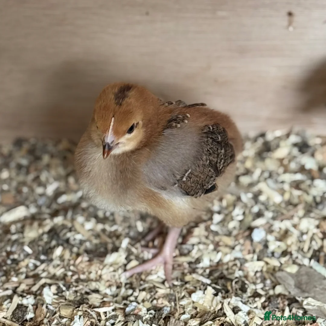 Chickens poultry for sale: Cream Legbar Chicks for Sale – 1–3 Weeks Old - Advert 2