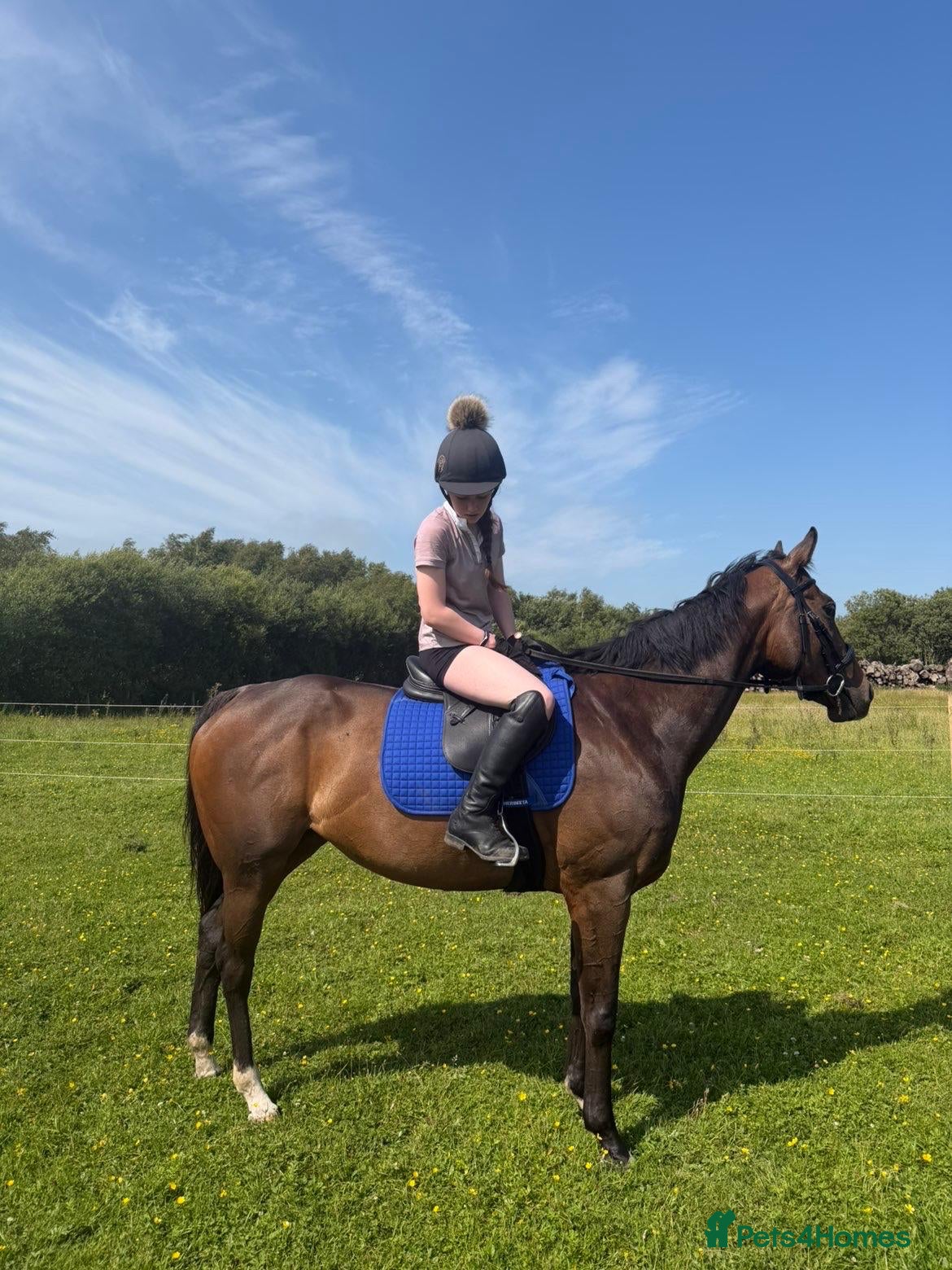 English Thoroughbred horses 15.3h TB mare 5year old £1700 ono - Advert 12