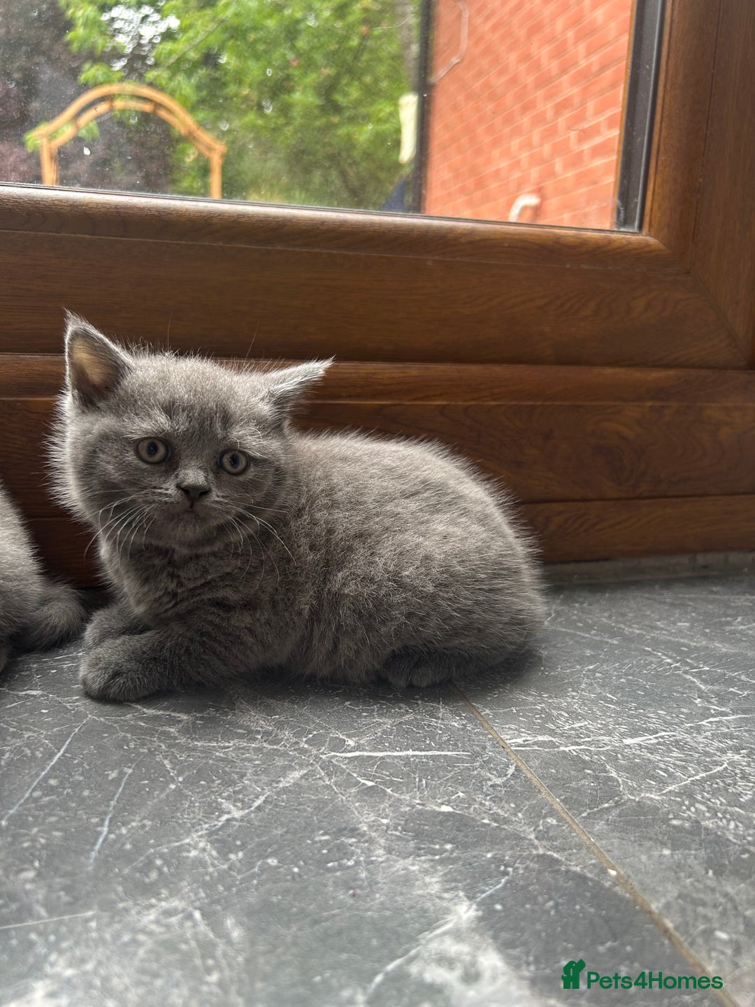 British Shorthair cats for sale: Beautiful British Shorthair Kittens  | From £500 - Image 4