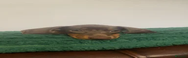 Miniature Dachshund 2