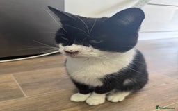 Mixed Breed cats for sale: X2 male cats Batman & Blacky - Image 19
